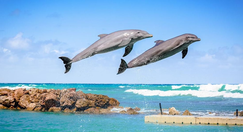 Dolphins jumping from water in jamaica
