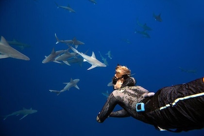Haz snorkel y bucea con tiburones en Hawái con One Ocean Diving