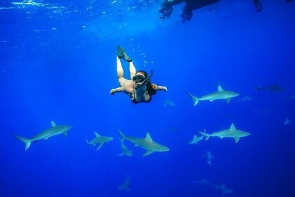 Snorkel and dive with sharks in Hawaii with One Ocean Diving
