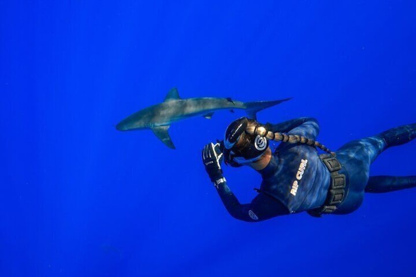 Safety Diver Mariah getting GoPro Footage of a Galapagos Shark