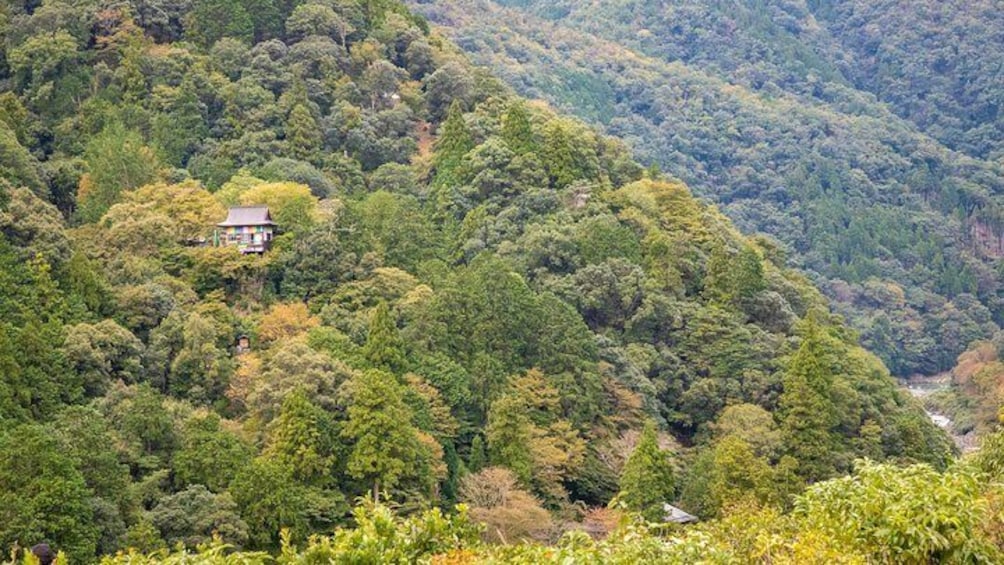 The Greatest Kyoto Bamboo Grove Private Tour
