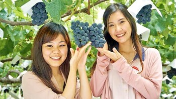 Day Trip to Mt Fuji with Fruit-Picking & Wine Tasting