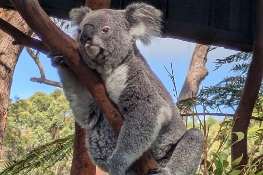 Relaxed koala