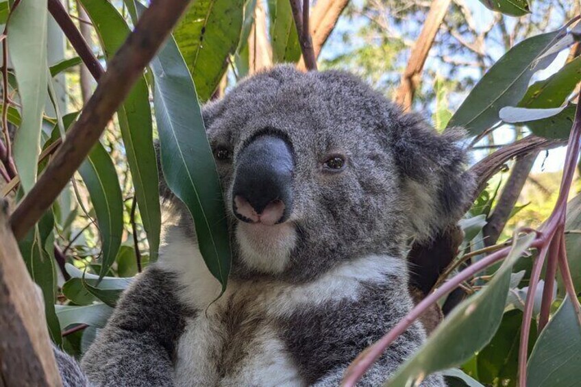 Albert the 2 year old koala