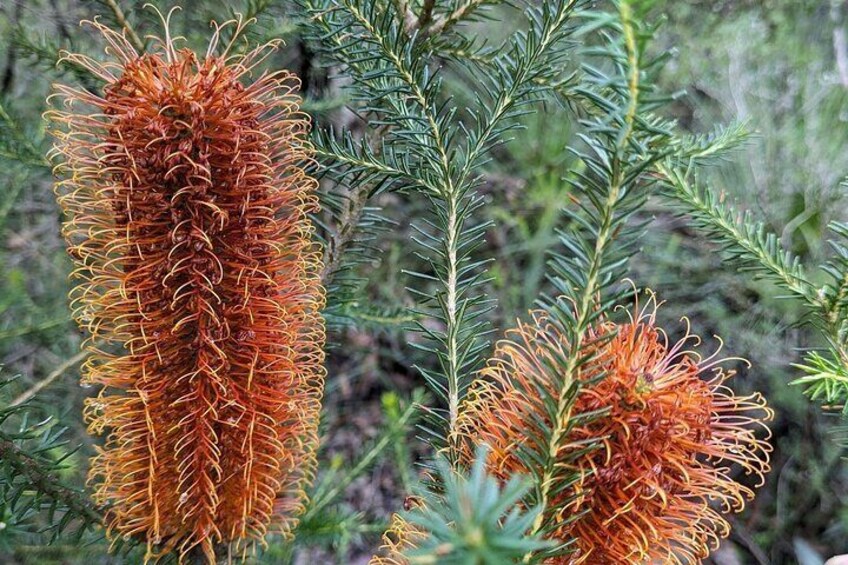 The Unique Heath Banksia