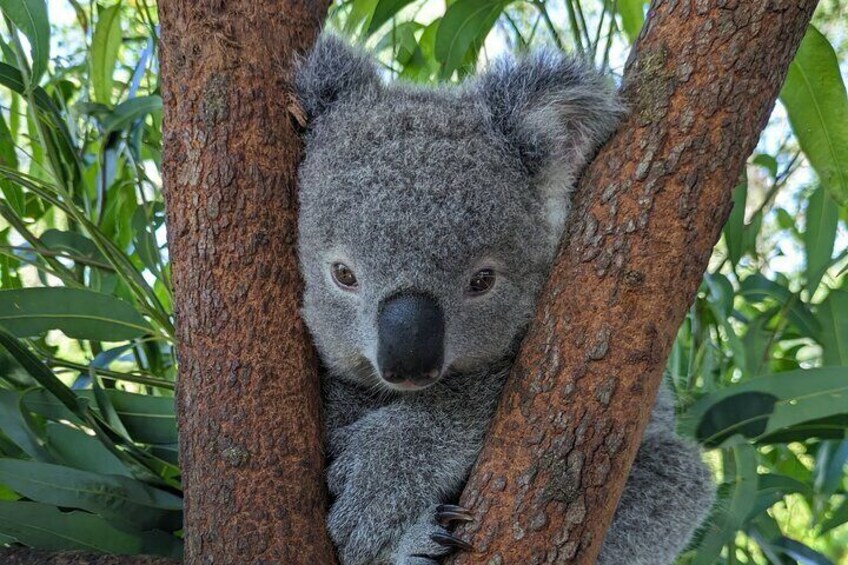 Enjoy a private koala experience