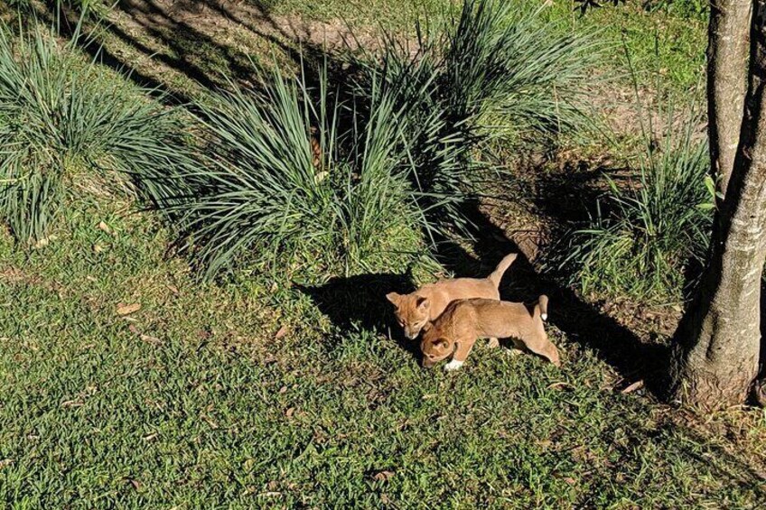 Baby dingoes.