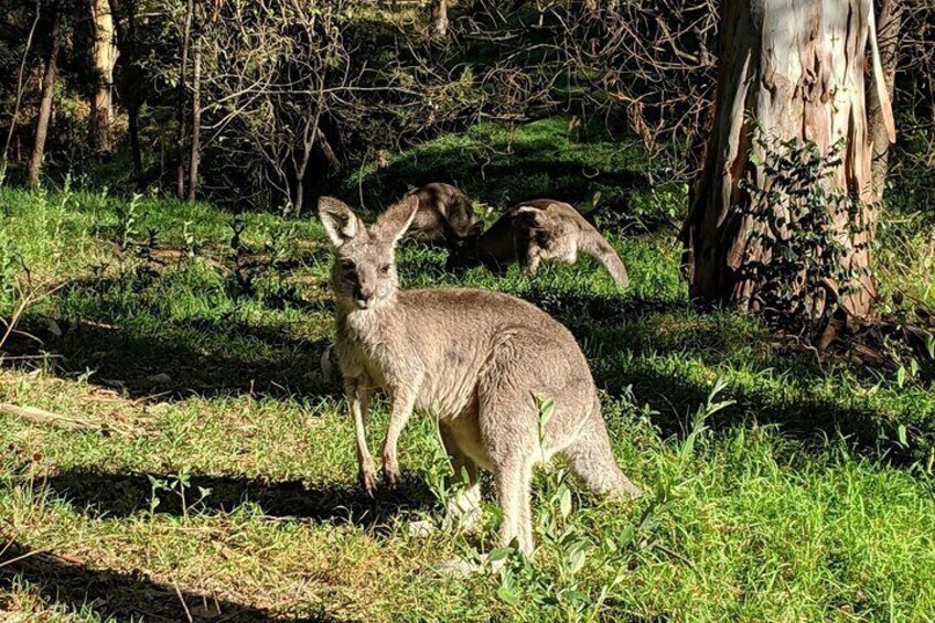 Australia's fascinating wildlife.