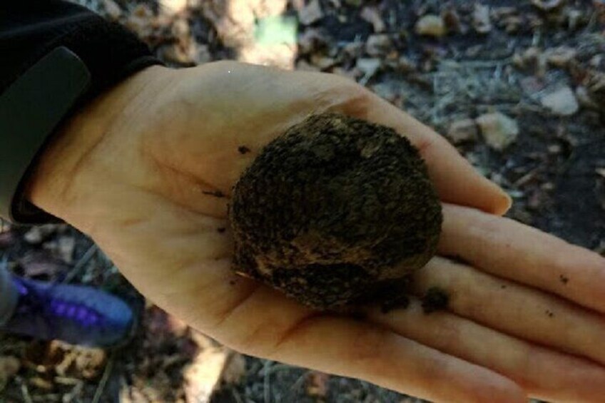 Black winter truffle