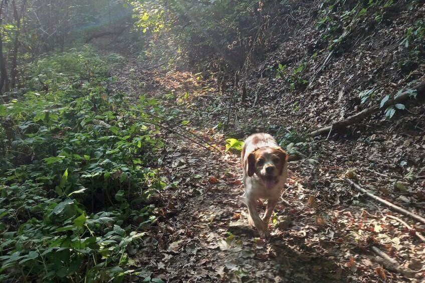 Truffle hunting starting from Alba