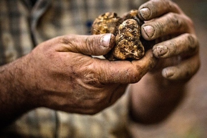Langhe Truffle hunting Experience