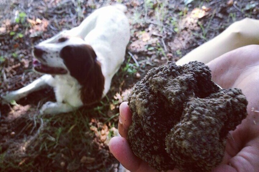 Truffle hunting starting from Alba