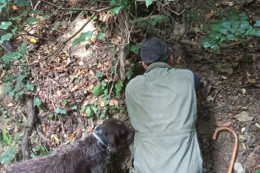 Truffle hunting starting from Alba