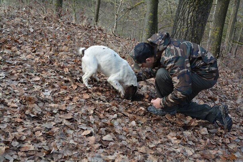 Truffle hunting starting from Alba