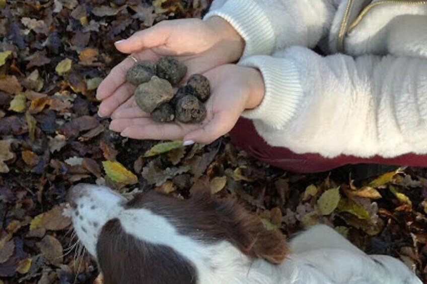 Truffle hunting starting from Alba