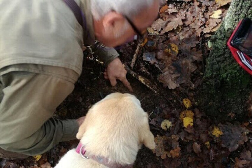Truffle hunting starting from Alba