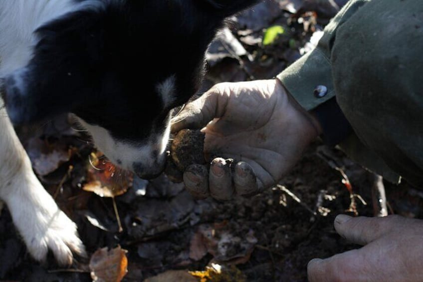 Truffle hunting starting from Alba