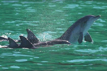 Dolphins and Jozani National Park Private Tour in Zanzibar