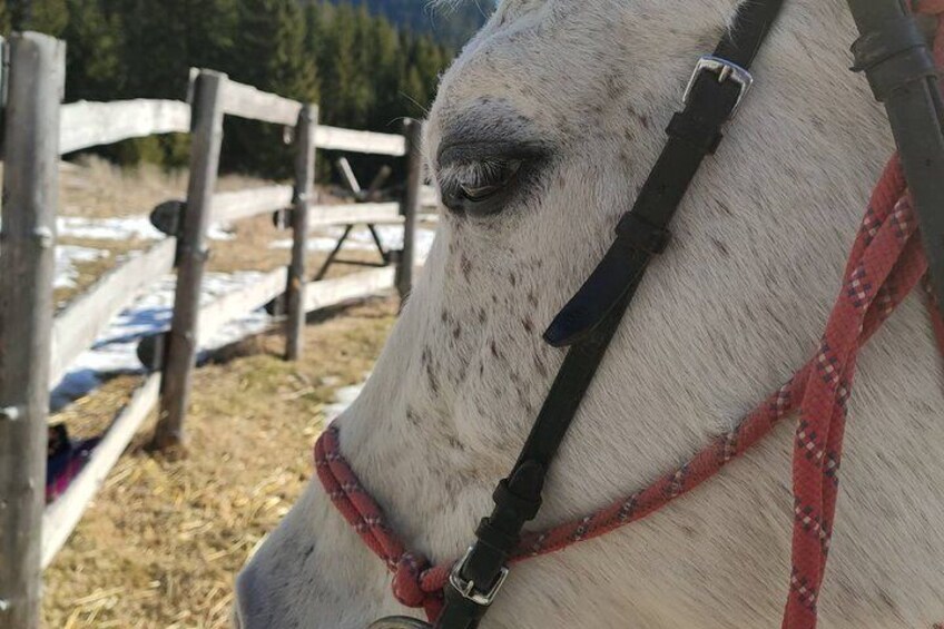 Horse Riding in the Heart of the Rhodope Mountains - Hvoyna