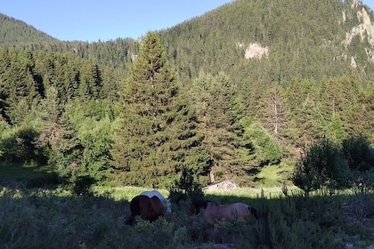 Horse Riding in the Heart of the Rhodope Mountains - Hvoyna