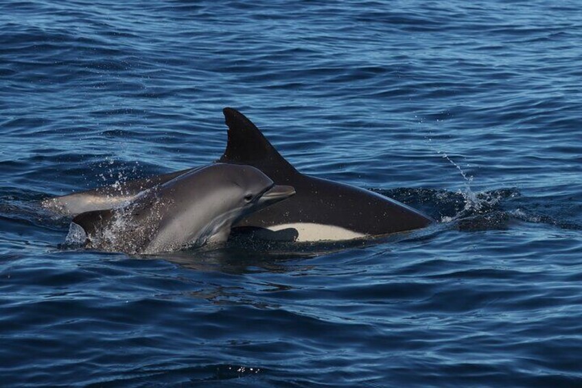 Dolphin Watch & Benagil Caves boat tour with Biologist guide 