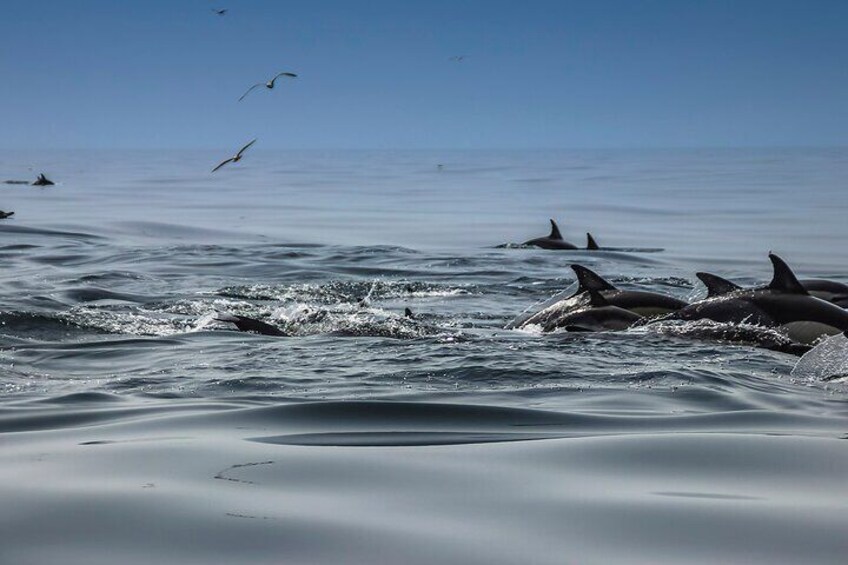 Boat tour - Dolphin Search