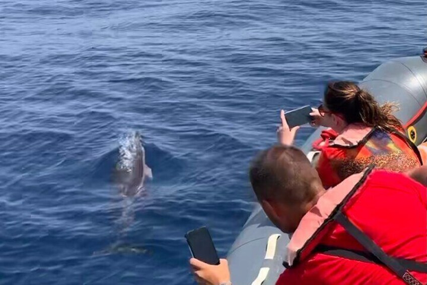 Dolphin Watching and Benagil Caves Guided Boat Tour