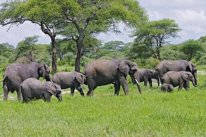 16 Days Luxury + High End Tanzania, Kenya and Zanzibar island tour