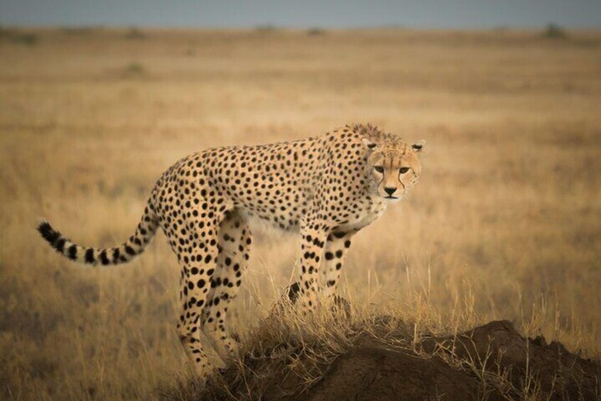 5 Days Tarangire, Ngorongoro with 2 nights Serengeti Safari tour