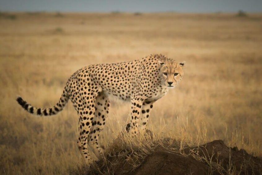 5 Days Tarangire, Ngorongoro with 2 nights Serengeti Safari tour