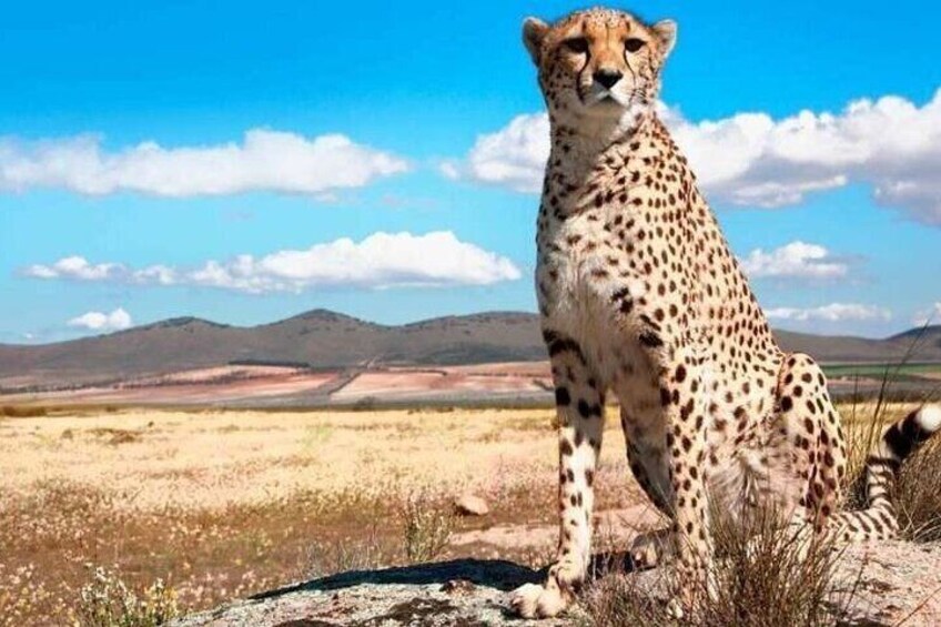 5 Days Tarangire, Ngorongoro with 2 nights Serengeti Safari tour