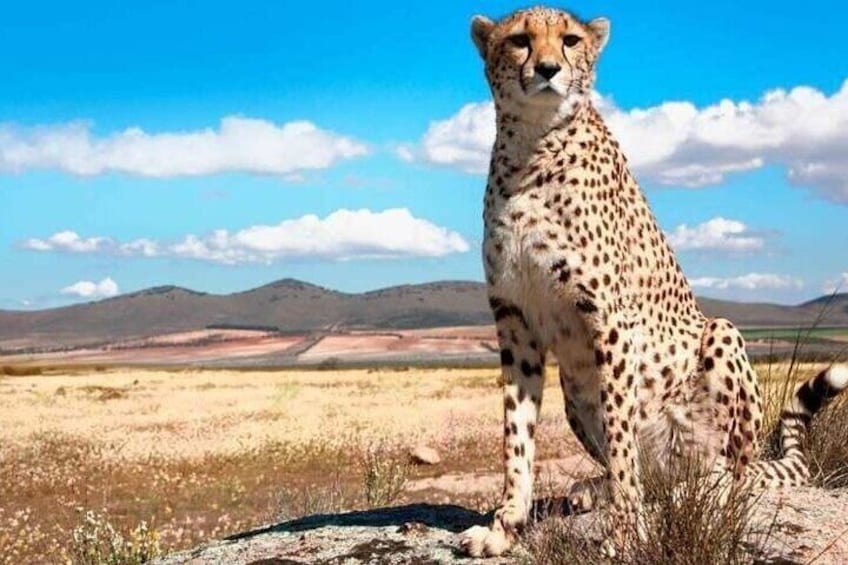 5 Days Tarangire, Ngorongoro with 2 nights Serengeti Safari tour