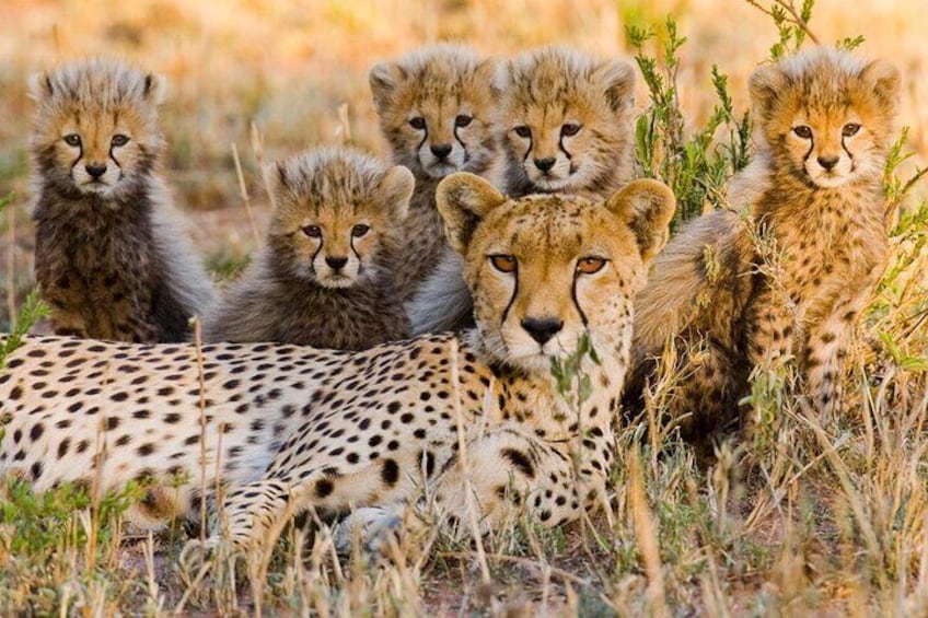 5 Days Tarangire, Ngorongoro with 2 nights Serengeti Safari tour