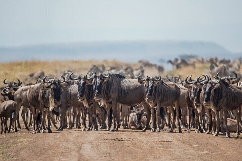 5 Days Tarangire, Ngorongoro with 2 nights Serengeti Safari tour