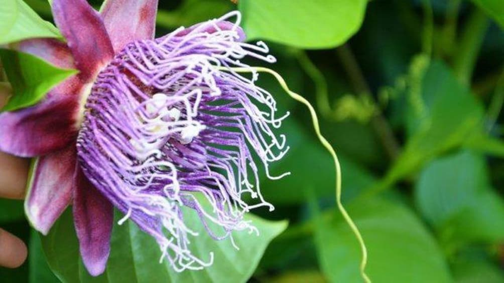 purple tropical flower in bora bora