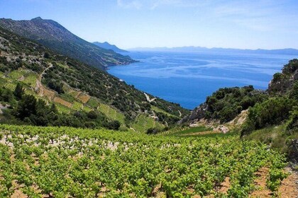 Private tour Pelješac - oysters and wine, a match made in heaven