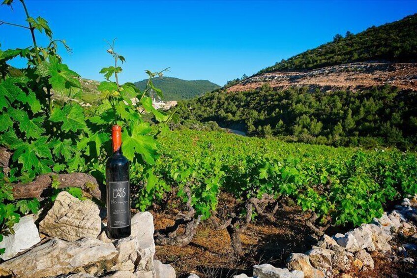 Half Day Tour - Deep and Dark Red Wine of Pelješac