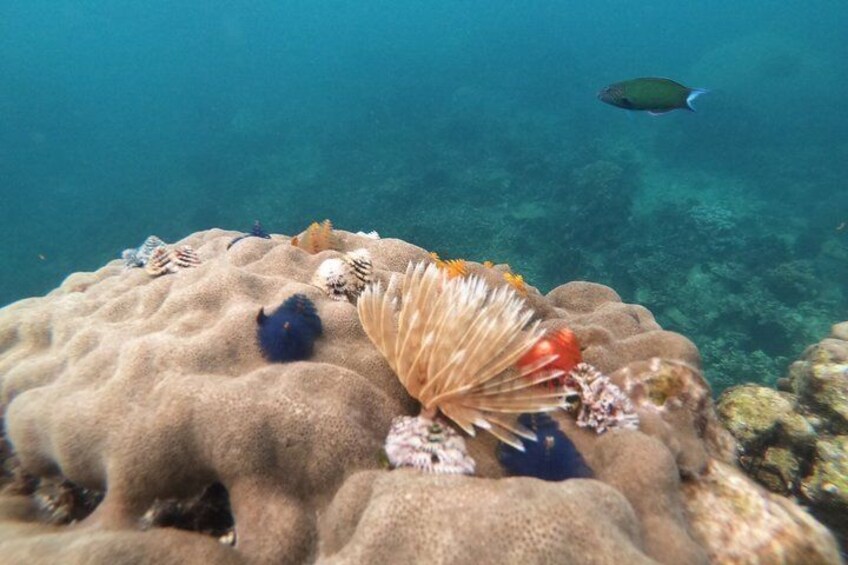 Koh Tao & Koh Nangyuan Snorkeling Trip By Speedboat From Koh Phangan