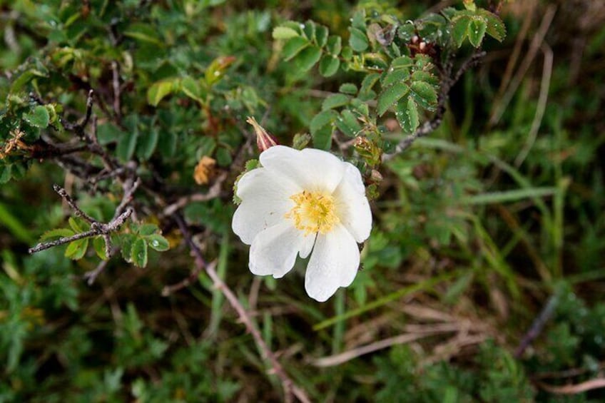 Walk Within - Private Spiritual Walk. Burren, Co Clare. Guided. 4 hours.