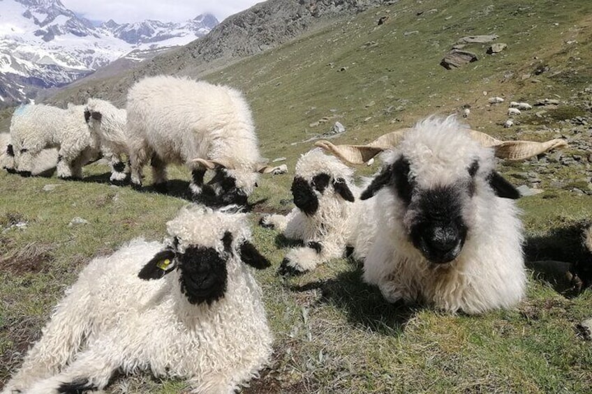 Private Mt. Gornergrat and Zermatt Tour