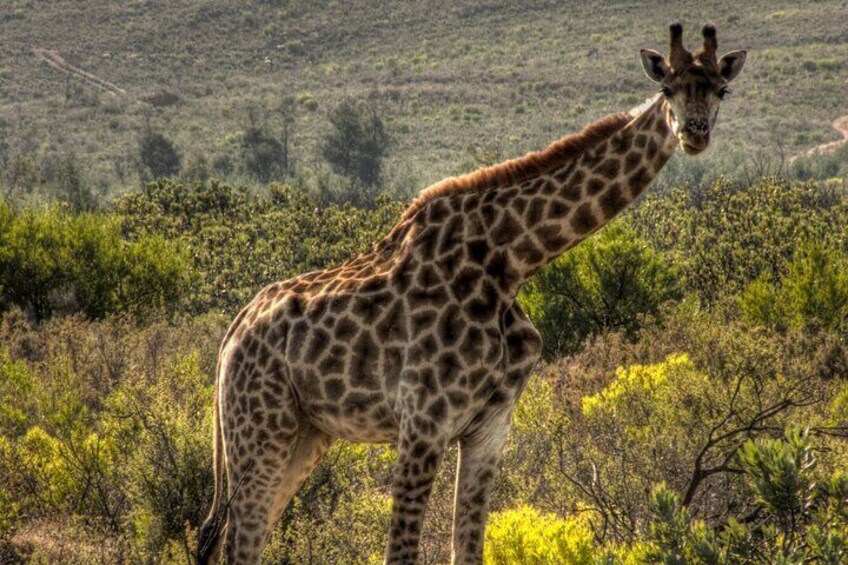 Safari Cycle and !Khwa ttu San Heritage Experience