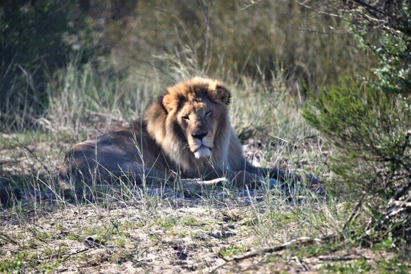 Private Tour : Africa Wild Safari West Coast Cape Town