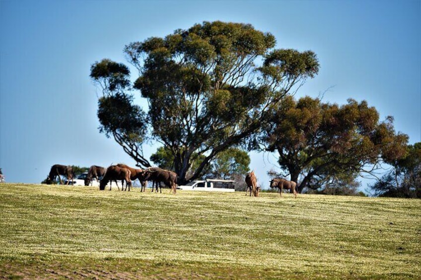Private Tour : Africa Wild Safari West Coast Cape Town