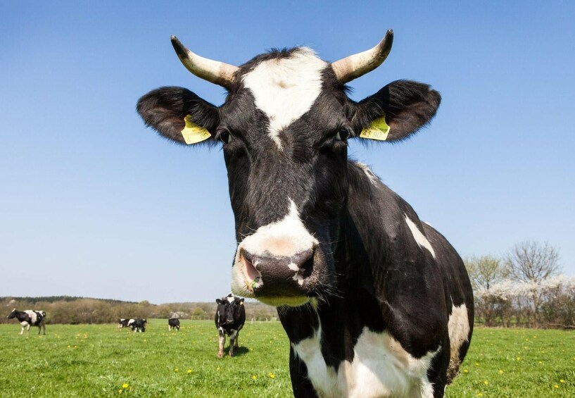 Rural Gastronomy Tour For Foodies !