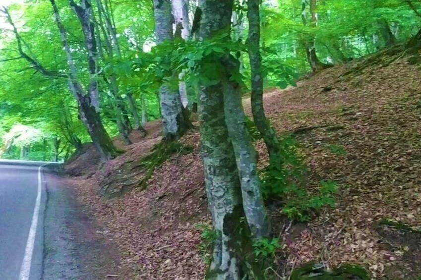 Hiking Tour to Lagodekhi National Park from Tbilisi