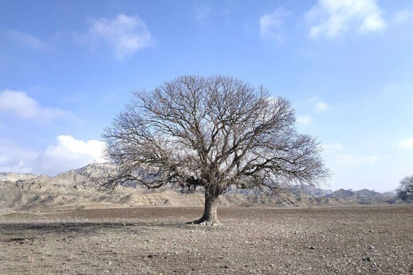 pistachio tree at vashlovani national park