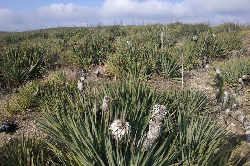 endemic plants at vashlovani national park
