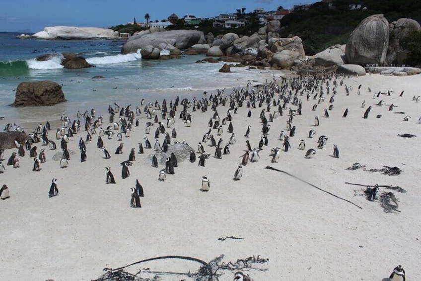 Penguins at Stony Point