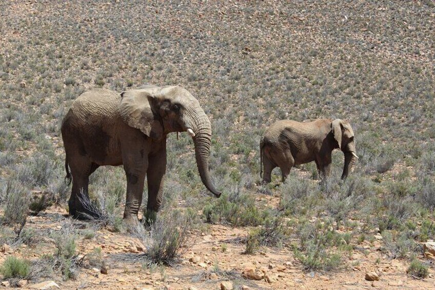 Elephants on safari