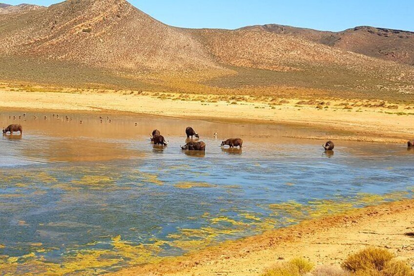 Buffaloes drinking water